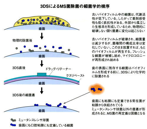 3DSによるMS菌除菌の細菌学的機序　図
